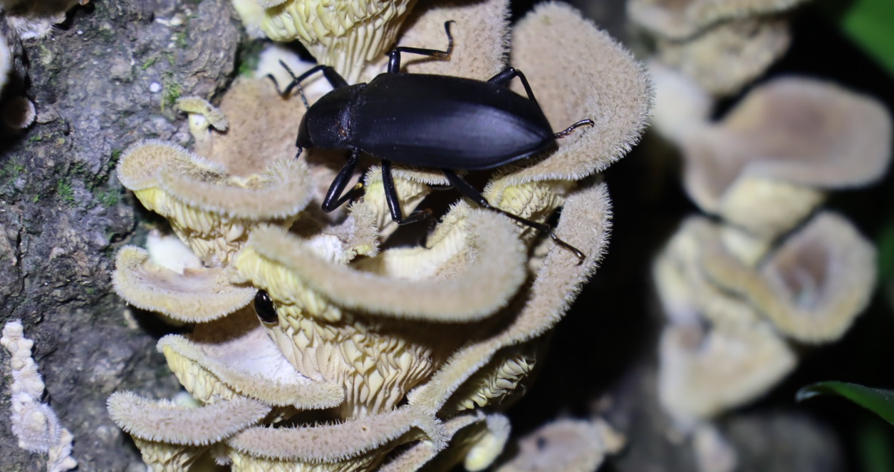 ユミアシゴミムシダマシ_切り株のカワラタケ_クワガタ達のオアシス_2023年5月22日19時30分 気温18.5度 南西の風6ｍ